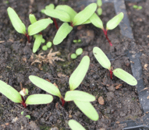 Beetroot seedlings at 2 weeks