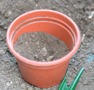 Prepared pot for pricked out seedling - with green pricking out tool